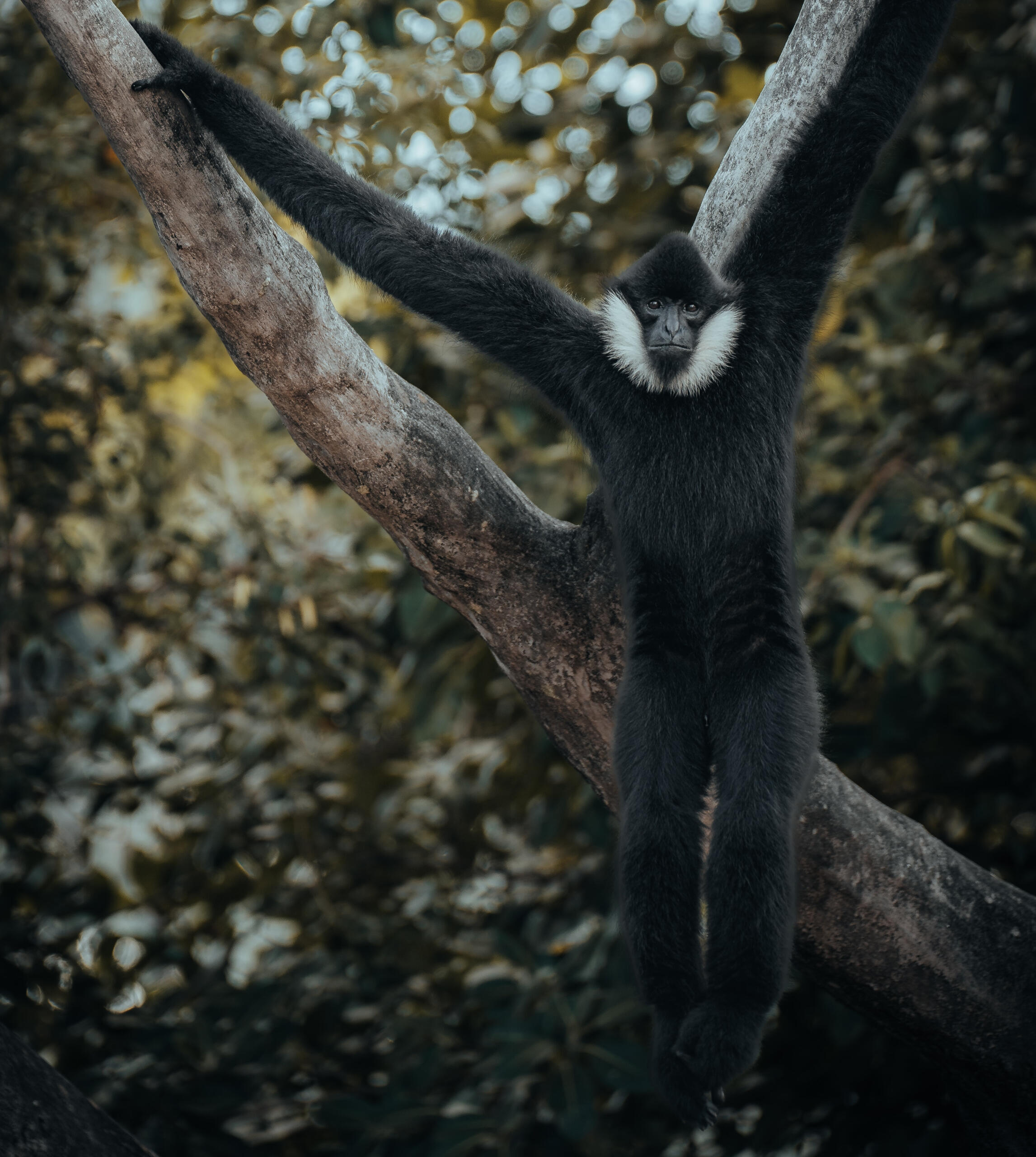 Ein Affee hängt am Baum.