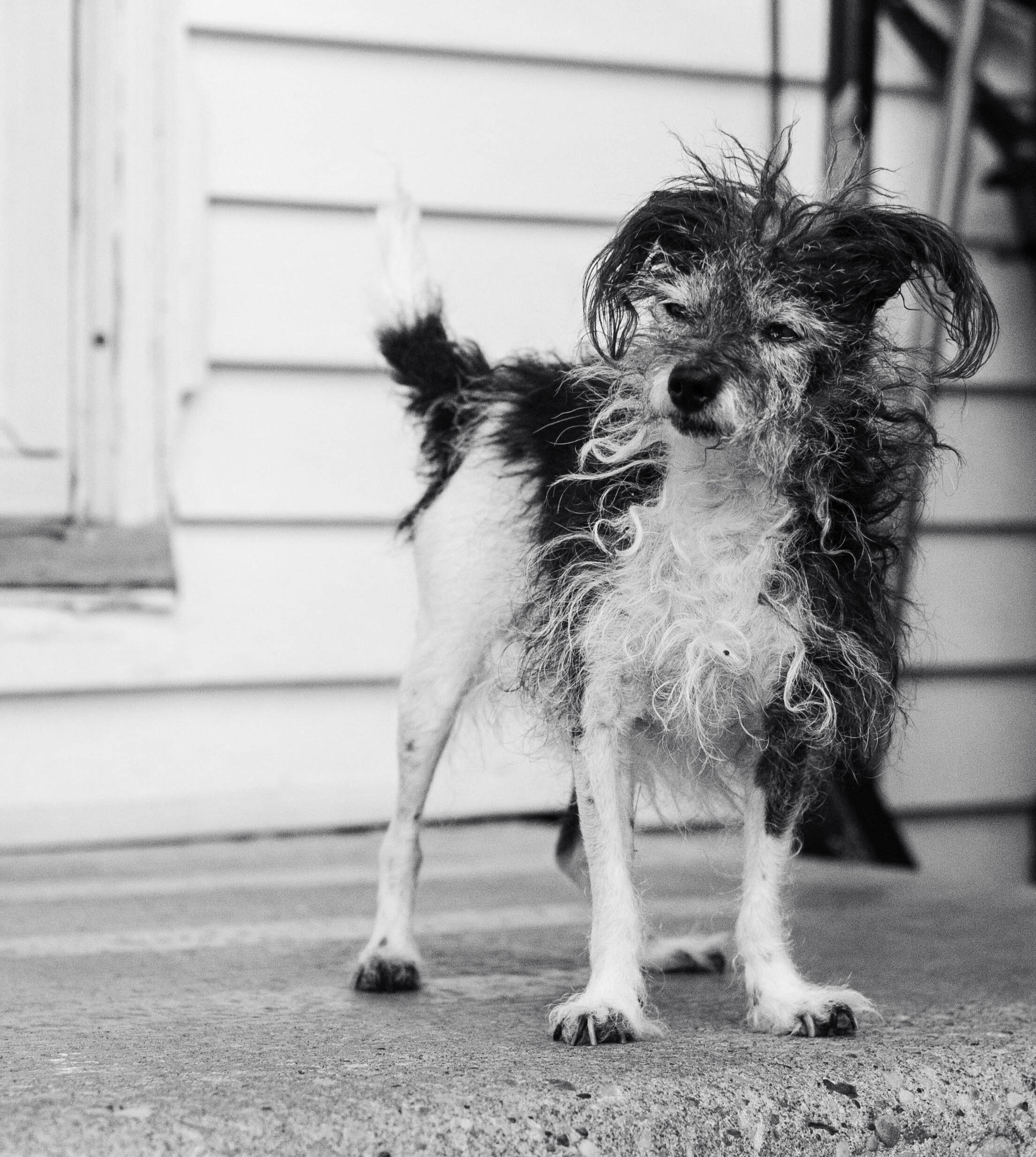 Ein zerzauster Hund steht vor einem Haus.