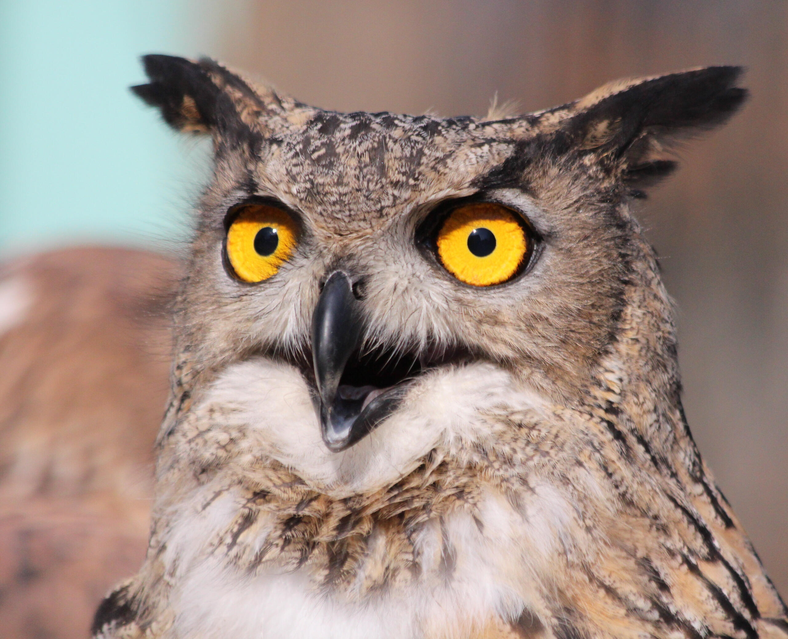 Eine Eule mit gelben Augen und geöffnetem Schnabel.