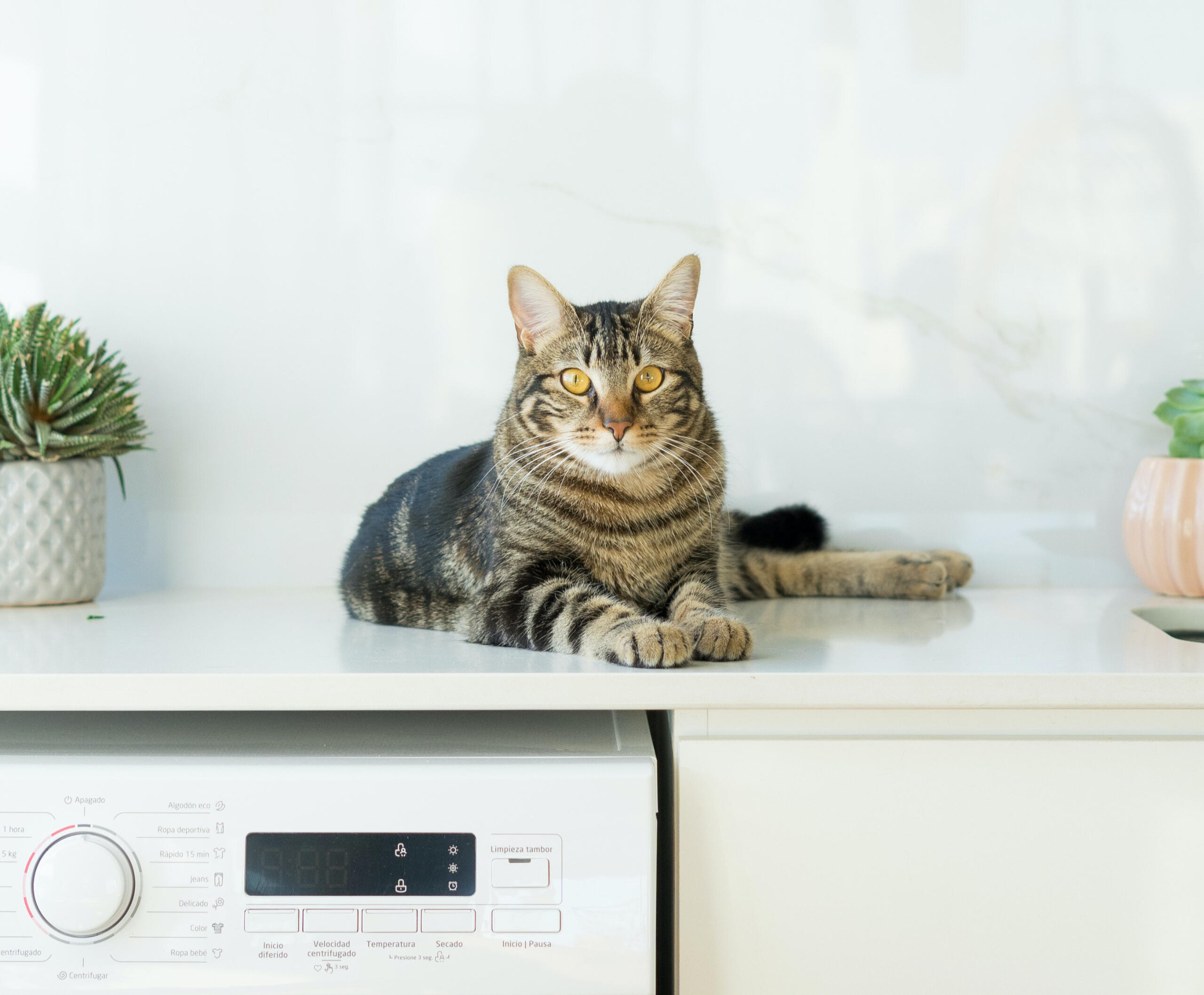 Eine Katze mit gelben Augen sitzt auf einer Waschmaschine.