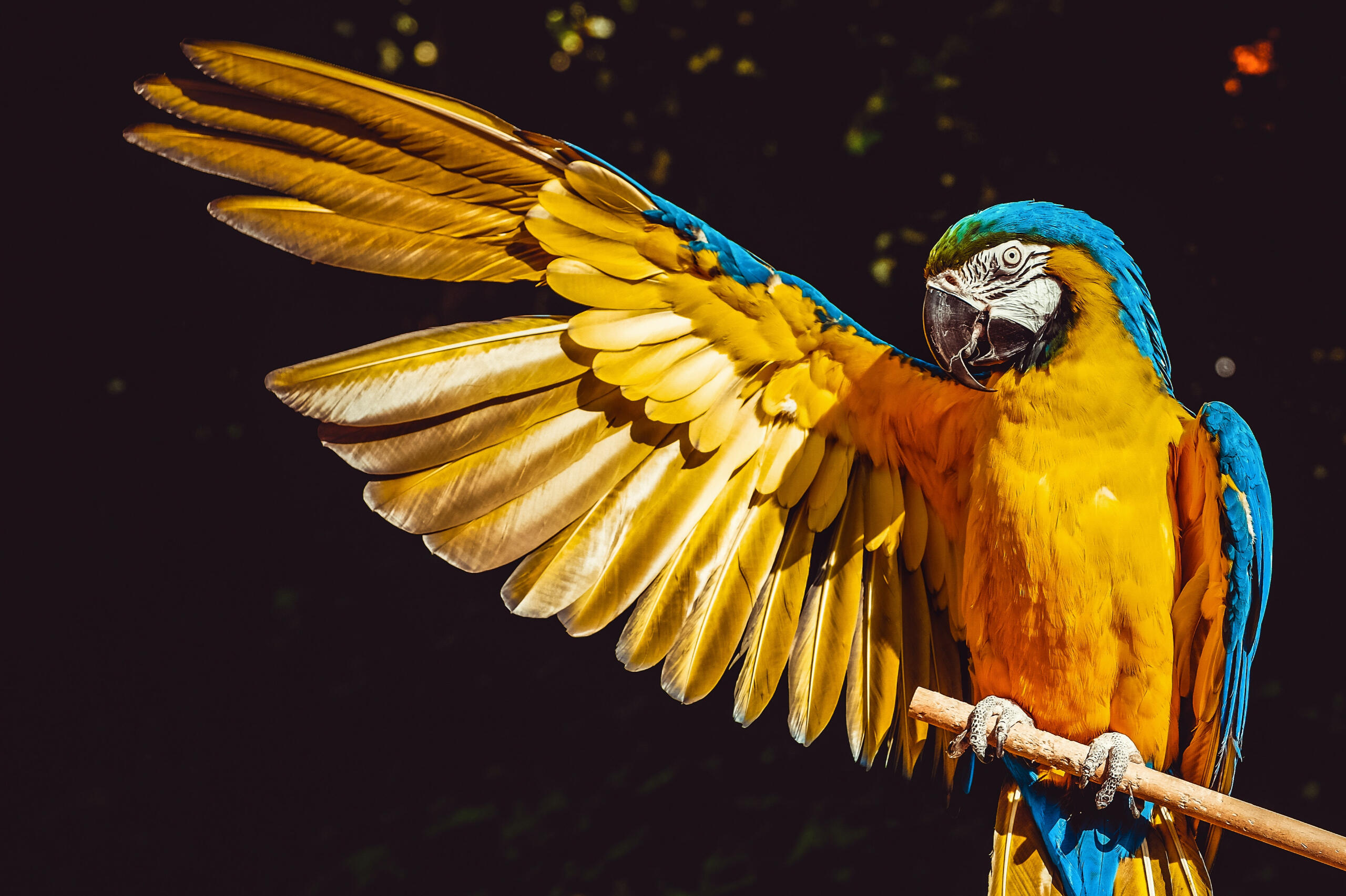 Ein bunter Papagei streckt seine Flügel aus.