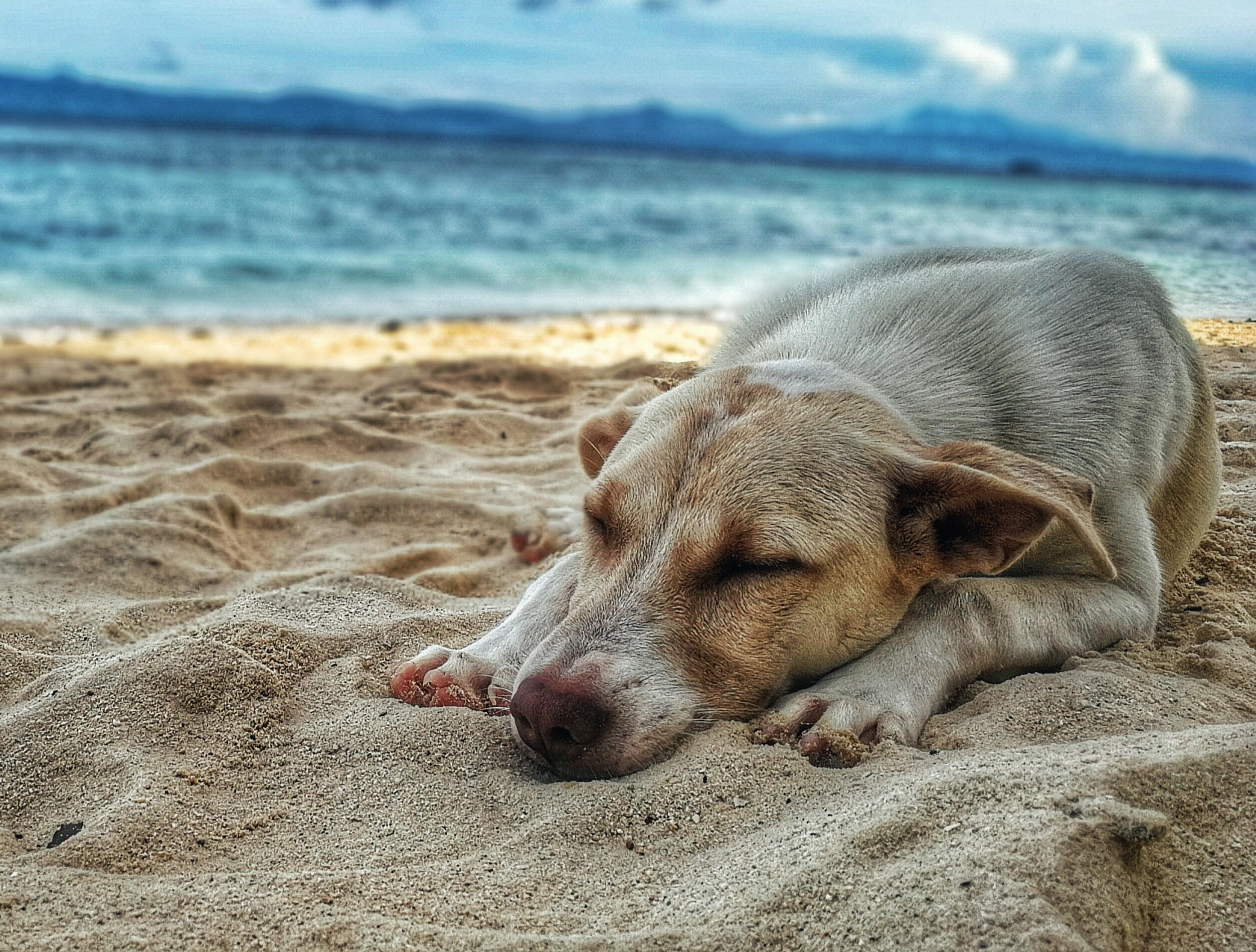 Ein Hund liegt am Strand und ruht sich aus.