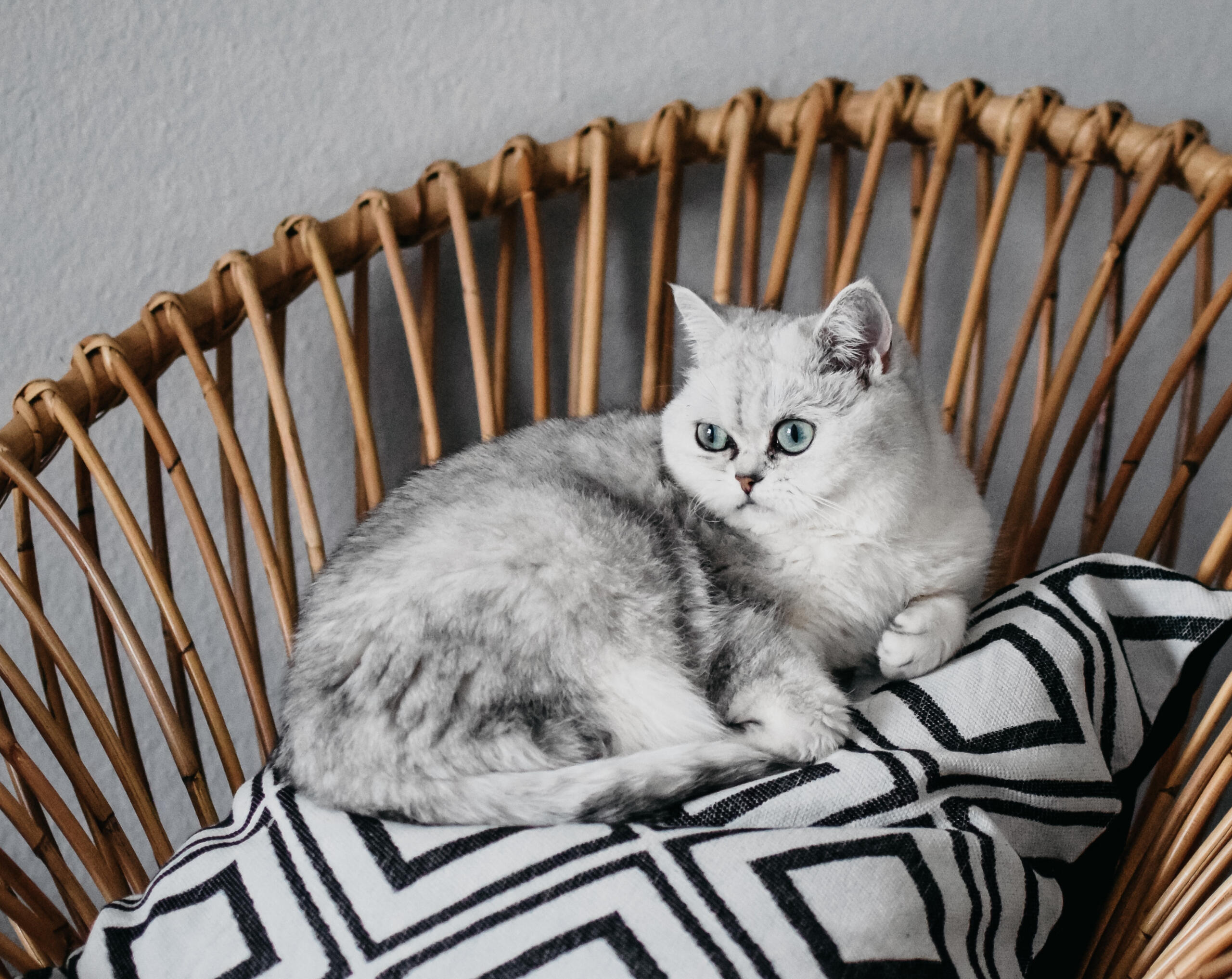 Eine Katze sitzt auf einem Sessel.