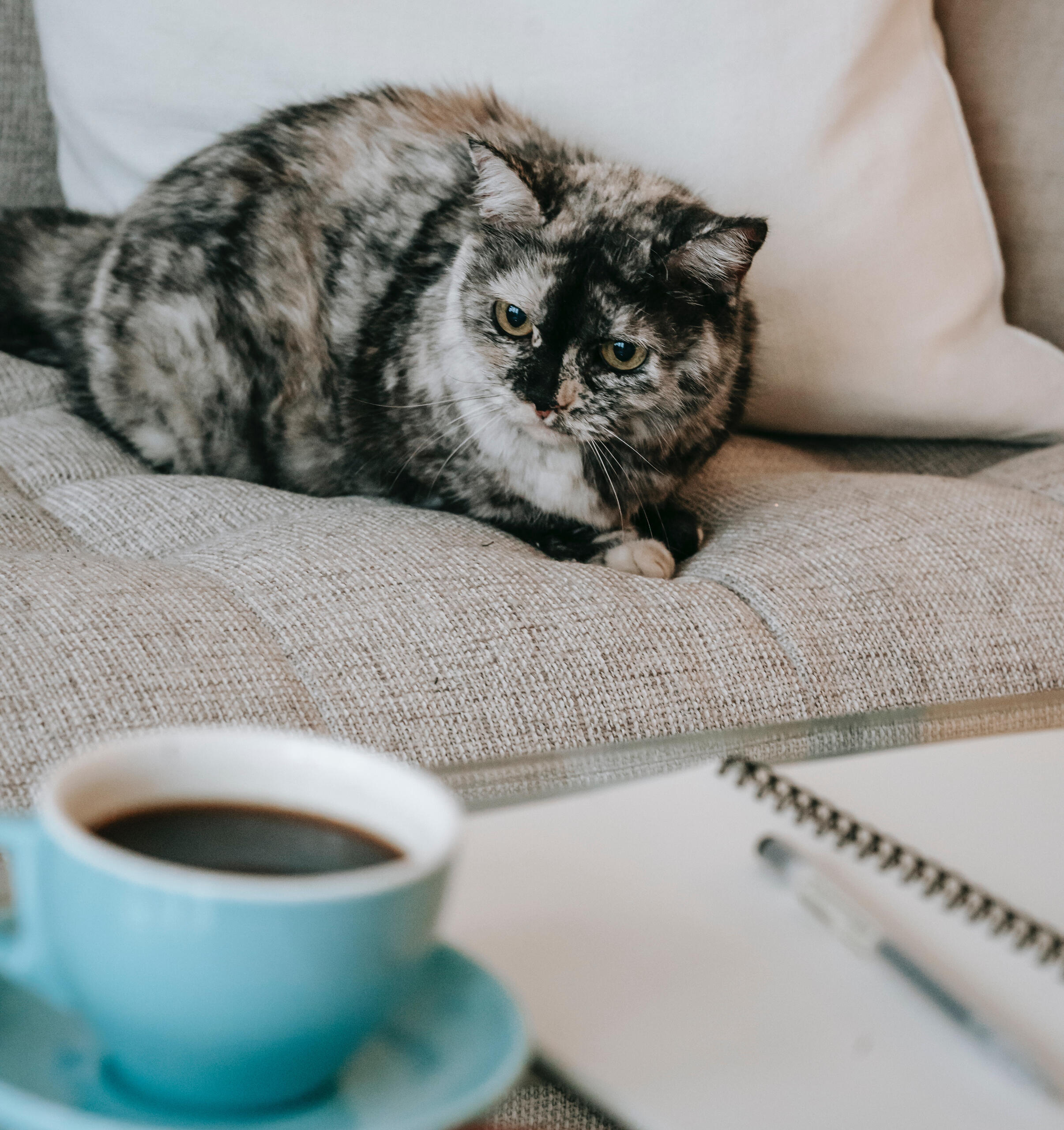 Eine Katze sitzt auf dem Sofa, vor ihr ein Notizheft mit Stift und daneben ein Kaffee.